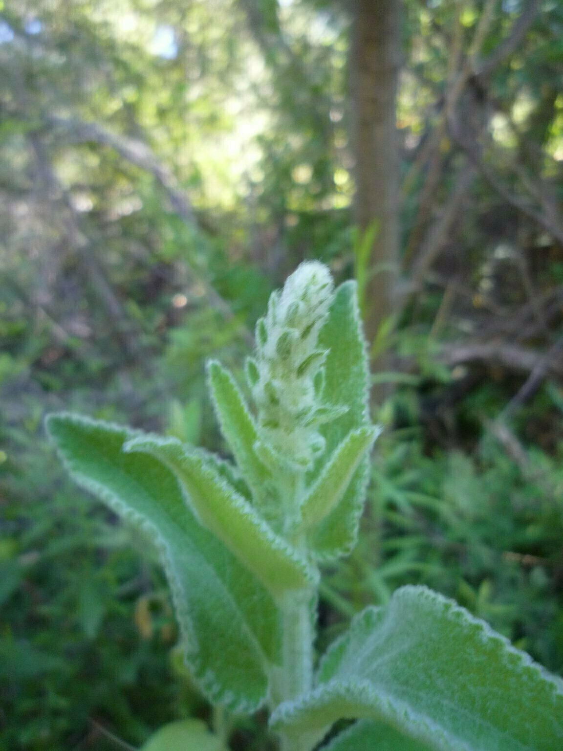 High Resolution Stachys albens Bud